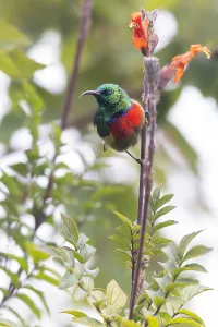 Forest Bird Species Drucke: Forest Double-collared Sunbird, Cinnyris fuelleborni