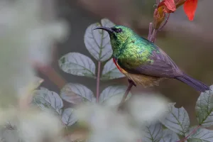 Forest Bird Species Drucke: Forest Double-collared Sunbird, Cinnyris fuelleborni