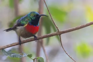 Forest Bird Species Drucke: Forest Double-collared Sunbird, Cinnyris fuelleborni