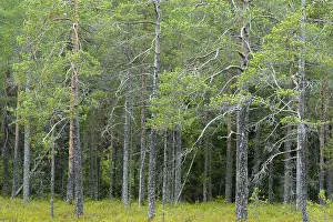 European Forest Landscape Drucke: Forest in Finland