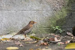 Caribbean Wildlife Images Drucke: Forest Thrush, Turdus lherminieri