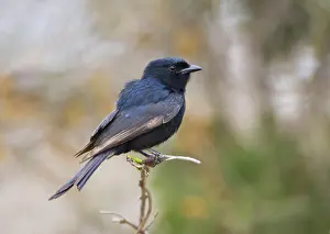 South African Wildlife Photos Drucke: Fork-tailed Drongo, Dicrurus adsimilis