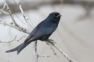 Animal Photography Nature Drucke: Fork-tailed Drongo, Dicrurus adsimilis