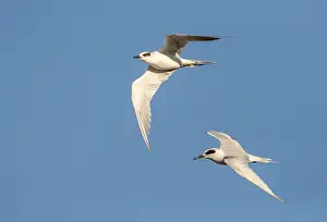 California Birds Drucke: Forster's Tern, Sterna forsteri