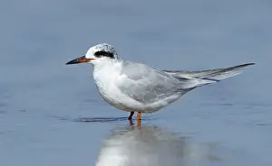 Coastal Wildlife Drucke: Forster's Tern, Sterna forsteri