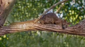African Mammal Drucke: Fossa, Cryptoprocta ferox