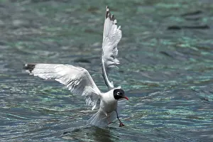 Bird Species Drucke: Franklin's Gull, Franklins Meeuw, Leucophaeus pipixcan
