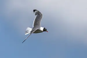 Franklins-Sturmmöwe, Franklins-Möwe, Leucophaeus pipixcan