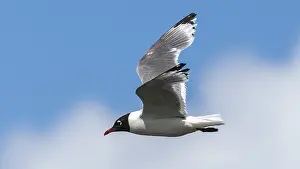 Europe Bird Species Drucke: Franklin's Gull, Franklins Meeuw, Leucophaeus pipixcan