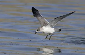 Juvenile Bird Photos Drucke: Franklins Meeuw, Franklin's Gull, Leucophaeus pipixcan