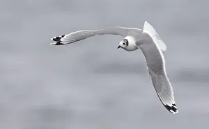Franklins-Möwe, Franklin-Gänseenten, Leucophaeus pipixcan
