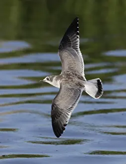 Juvenile Bird Pictures Drucke: Franklins Meeuw, Franklin's Gull, Leucophaeus pipixcan