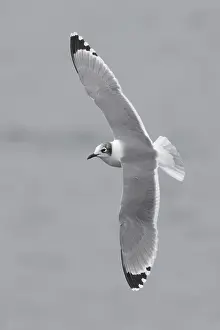 North America Bird Life Drucke: Franklins Meeuw, Franklin's Gull, Leucophaeus pipixcan
