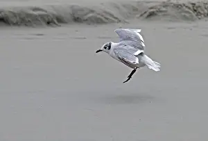 South America Bird Drucke: Franklins Meeuw, Franklin's Gull, Leucophaeus pipixcan
