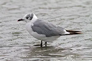 South America Bird Drucke: Franklins Meeuw, Franklin's Gull, Leucophaeus pipixcan