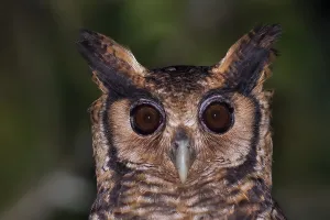 Rainforest Wildlife Photos Drucke: Fraser's Eagle Owl. Bubo poensis