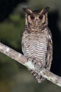 African Wild Animal Photography Drucke: Fraser's Eagle Owl. Bubo poensis