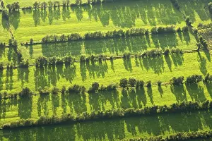 Rural Netherlands Landscape Drucke: Friesland