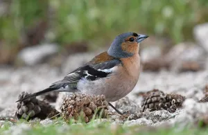 Fringilla coelebs