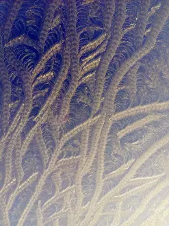 Cold Weather Photography Drucke: Frost on window