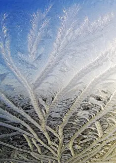 Window Frost Design Drucke: Frost on window