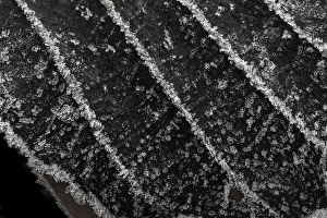 Black And White Winter Scene Drucke: Frosted leaves