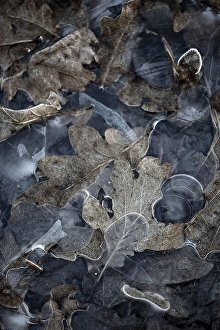Black And White Outdoor Photography Drucke: Frosted leaves