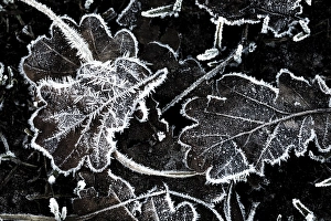 Black And White Winter Landscape Drucke: Frosted leaves