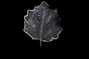 White Winter Landscape Drucke: Frosted leaves