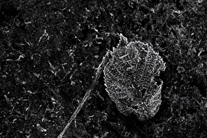 Black And White Winter Landscape Drucke: Frosted leaves