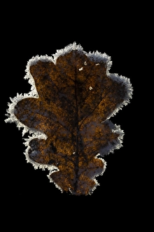 Black And White Winter Scene Drucke: Frosted leaves