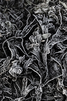 Black And White Abstract Art Drucke: Frozen seaweed