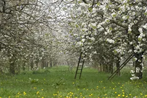 Fruit Tree Landscape Drucke: Fruitbomen; Orchards