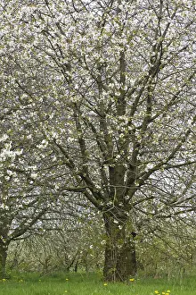 Bilder Datiert 12. April 2009: Obstbäume; Obstgärten