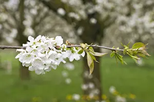 Bilder Datiert 12. April 2009: Obstbäume; Obstgärten