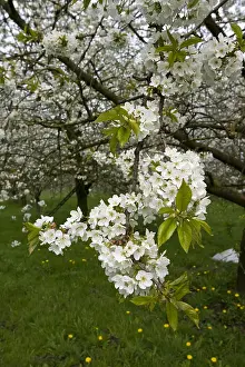 Bilder Datiert 12. April 2009: Obstbäume; Obstgärten