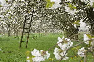 Bilder Datiert 12. April 2009: Obstbäume; Obstgärten
