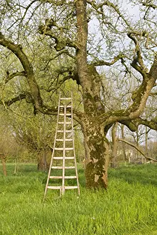 Bilder Datiert 12. April 2009: Obstbäume; Obstgärten