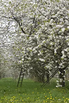 Obstbäume; Obstgärten