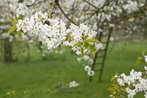 Obstbäume; Obstgärten