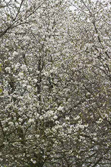 Bilder Datiert 12. April 2009: Obstbäume; Obstplantagen