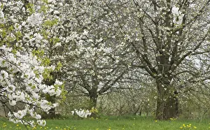 Bilder Datiert 12. April 2009: Früchtebäume; Obstgärten