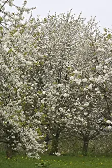 Bilder Datiert 12. April 2009: Obstbäume; Obstgärten