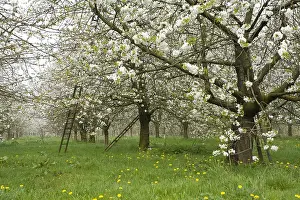Bilder Datiert 12. April 2009: Obstbäume; Obstgärten