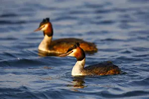 Waterbird Photography Tips Drucke: Fuut; Great Crested Grebe;