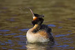 Fuut, Großer Flussreiherschwanz, Podiceps cristatus