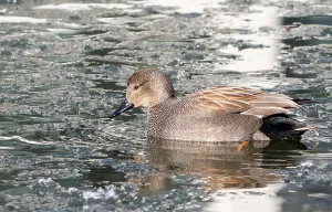 Netherlands Bird Photography Drucke: Gadwall; Anas strepera