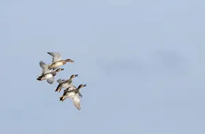 Gadwall Bird Drucke: Gadwall, Anas strepera