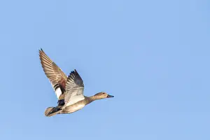 European Animal Photography Drucke: Gadwall, Anas strepera