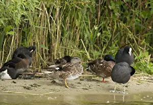 European Duck Species Drucke: Gadwall, Anas strepera